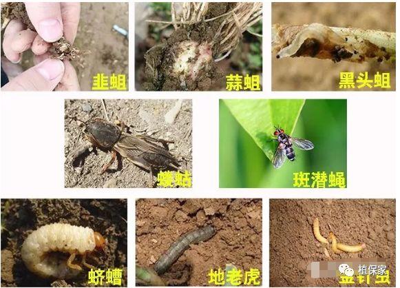 治韭蛆最新特效药，破解农业害虫的利器